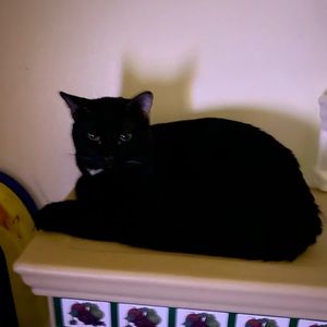 Meet your Posher, Frances